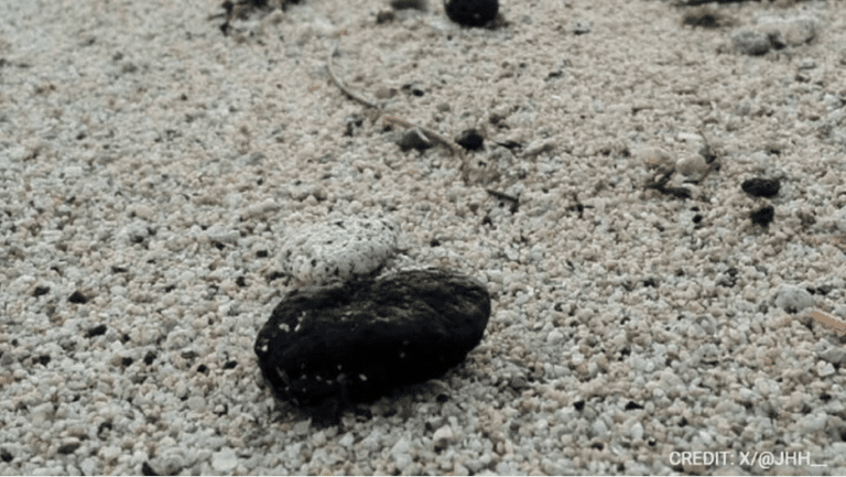 Fatbergs in disguise: Sydney beaches hit by a crappy surprise